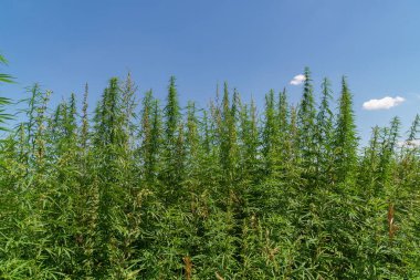 Kenevir tarlasında marihuana bitkisi.