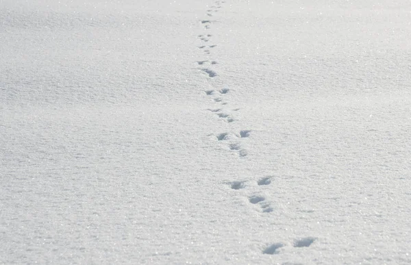 Tears left by a hare or a rabbit on snow. Snow background with paw marks of wild animal.