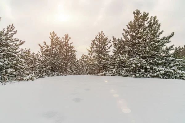 Bellissimo Paesaggio Invernale Con Alberi Innevati Cumuli Neve Nella Foresta — Foto Stock