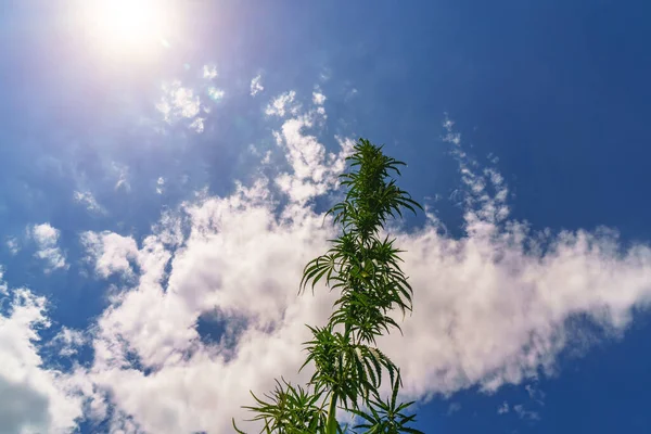 Cannabisblad Medicinale Marihuana Cannabis Bloemen Zaden Groen Veld Met Achtergrondlicht — Stockfoto