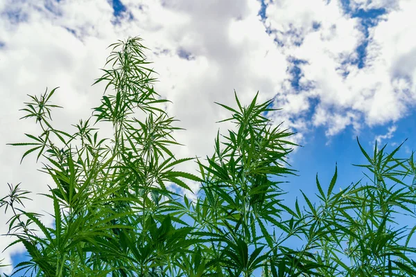 Hoja Cannabis Marihuana Medicinal Flores Cannabis Semillas Campo Verde Con —  Fotos de Stock