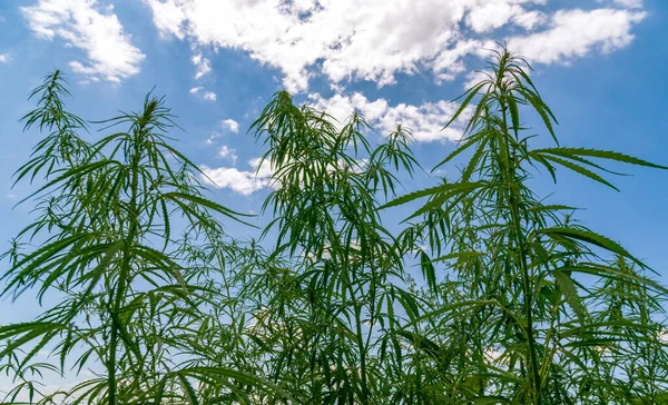 Campo Cannabis Con Flores Silvestres Fondo Cielo Azul —  Fotos de Stock