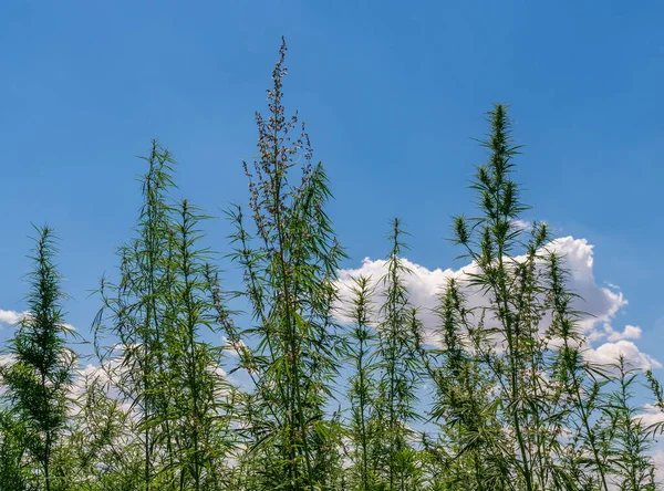 Campo Cannabis Verde Plantas Marihuana —  Fotos de Stock