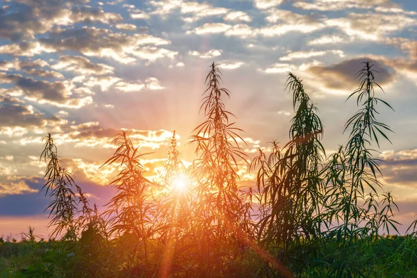 Plantas Prados Campos Cáñamo Cannabis Marihuana —  Fotos de Stock