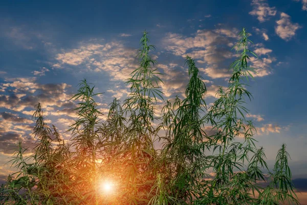 Planta Marihuana Campo Cultivo Cannabis Aire Libre —  Fotos de Stock