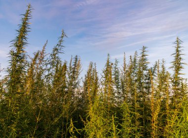 Çayır ve tarla bitkileri - kenevir, esrar, marihuana.