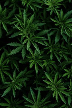 Esrar çeken gençlerin geçmişi. Çiftlikte organik kenevir yetiştiriyor. Marihuana duvar kağıdı. Yasal kenevir ekimi.