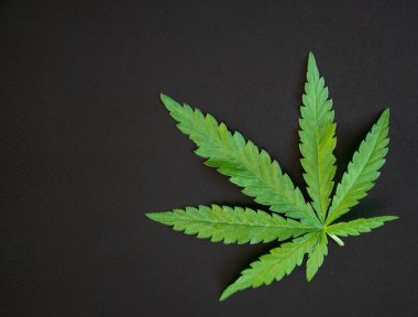 Siyah arka planda taze marihuana yaprağı. Metin için yeri olan koyu arkaplan.