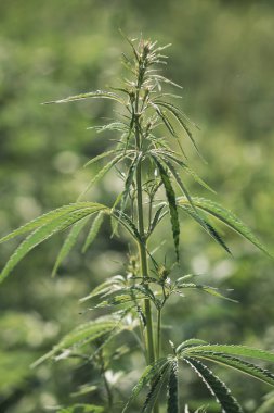 Kenevir çalısı dalına yakın çekim. Parlak bir yaz gününde genç kenevir çalısı. Esrar, ilaçla ilaç arasındaki bir soğukluktur. Bitki bağımlılığı.