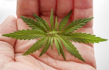 Genç bir kenevir ve marihuana çalısı. 2018 'deki bir esrar hasadı.