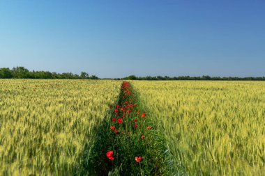 Gökyüzüne karşı kırmızı gelincik çiçekleri. kırmızı gelincik çiçekleri manzarası