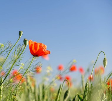 Yazın parlak kırmızı gelincik çiçekleri..