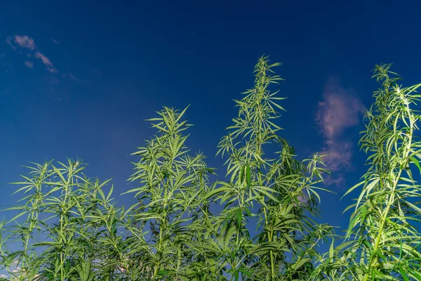 Hoja Cannabis Marihuana Medicinal Flores Cannabis Semillas Campo Verde Con —  Fotos de Stock