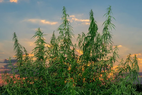 Kenevir yaprağı, tıbbi esrar. Yeşil tarlada arka ışıklandırmalı kenevir çiçekleri ve tohumlar. Marihuana yaprakları yükseliyor.
