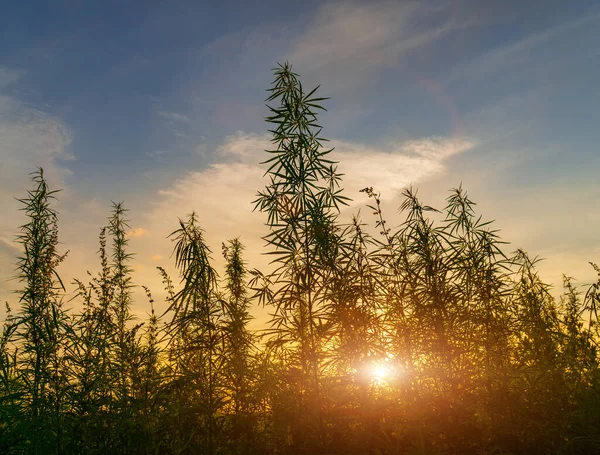 Cannabis Luz Dorada Del Verano Fondo Marihuana —  Fotos de Stock