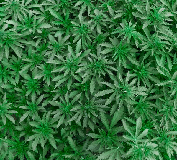 Hintergrund Der Jungen Triebe Von Marihuana Anbau Von Bio Hanf — Stockfoto