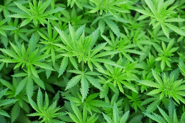 Esrar çeken gençlerin geçmişi. Çiftlikte organik kenevir yetiştiriyor. Marihuana duvar kağıdı. Yasal kenevir ekimi.