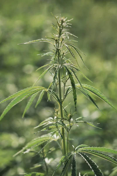 Kenevir çalısı dalına yakın çekim. Parlak bir yaz gününde genç kenevir çalısı. Esrar, ilaçla ilaç arasındaki bir soğukluktur. Bitki bağımlılığı.