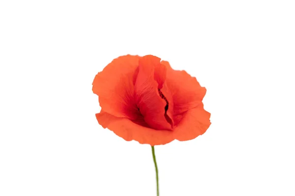 Wild Red Poppy White Background Bright Juicy Flower Seeds Which — Stock Photo, Image