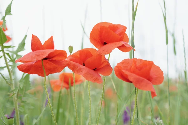 Rode Papaver Het Ochtendlicht Polyana Met Rode Papaver Bloemen Een — Stockfoto