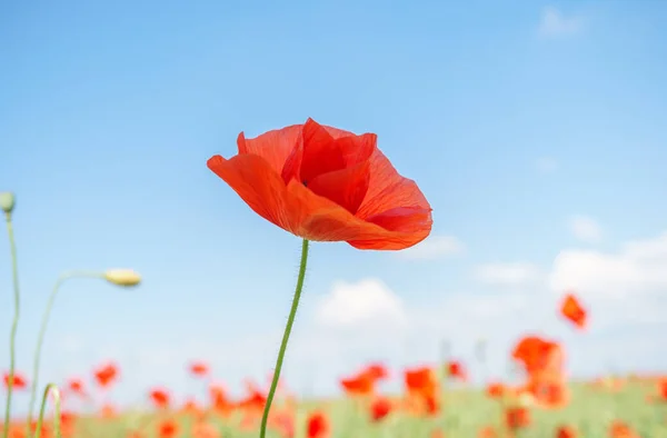 Rode Papaver Het Ochtendlicht Polyana Met Rode Papaver Bloemen Een — Stockfoto