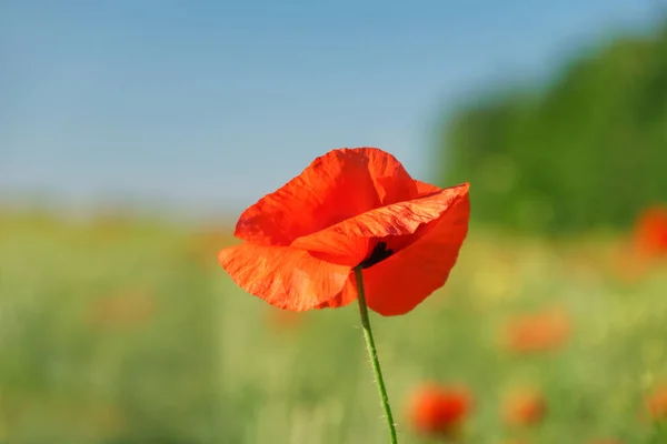 Increíbles Flores Amapola Roja Contra Cielo Flores Amapola Rojo Paisaje — Foto de Stock