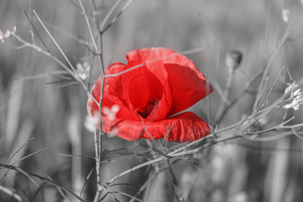 Flowering poppy on black-white bokeh background . Bright and beautiful blooming poppies in summer. Poppy as like the opium source.