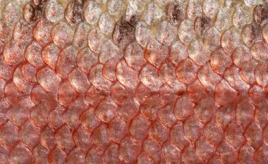 Pembe, kaygan ve kahverengi pullu gökkuşağı alabalığının detaylı bir görüntüsü. Makro çekim dokusu.