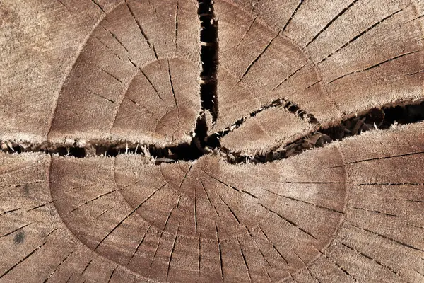 Abstrakte Textur Von Baumstumpf Riss Holz Alten — Stockfoto