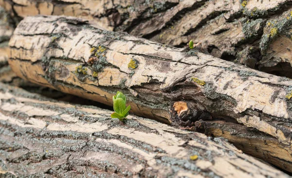 Wachsende Jungtiere Flüchten Aus Gefällten Bäumen Das Wachstum Von Sprossen — Stockfoto