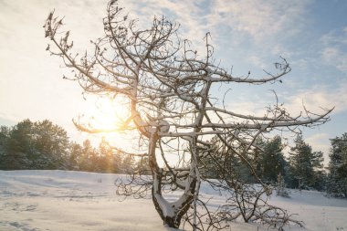 Güneşli bir günde ağaçlarla kaplı kış ormanı. Kış manzarası. Noel Masalı