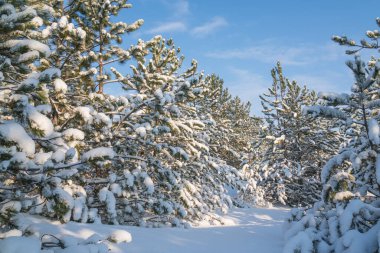 Mavi gökyüzüne karla kaplı kozalaklı bir orman. Kış gününde peri masalı. Noel mucizesini bekliyorum.