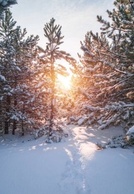 Güneşli bir günde ağaçlarla kaplı kış ormanı. Kış manzarası. Noel Masalı