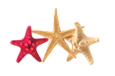 Deniz yıldızları koleksiyonu beyaz arkaplanda izole edildi.