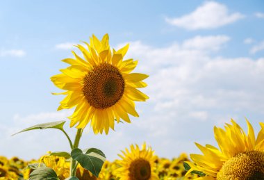 Tarlada güzel ayçiçekleri doğal arka plan, çiçek açan ayçiçeği.