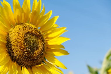 Tarlada güzel ayçiçekleri, doğal arka plan. Çiçek açan ayçiçeği. Helianthus annuus, ya da yuvarlak çiçekleri taç yapraklarıyla birleşince güneşe benzeyen ayçiçeği..