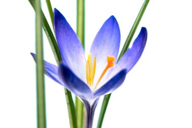 Güzel bir kar tarlası, Crocus chrysanthus, beyaz arka planda çiçek açıyor. Doğanın ilkbaharı, ilk çiçeklerin açması..