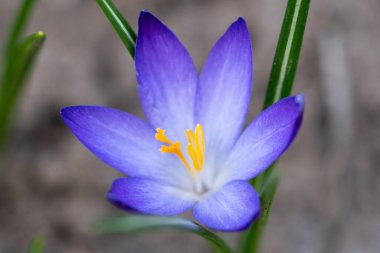 Güzel bir kar tarlası, Crocus chrysanthus, doğal arka planda çiçek açıyor. Doğanın ilkbaharı, ilk çiçeklerin açması..