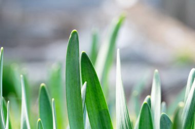 Bahçedeki Narcissus çiçeğinin yeşil yapraklarından. Güneşli bir günde ilkbahar çiçekleri