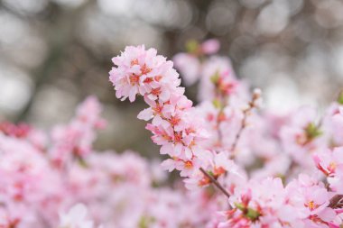 Bahar zamanı kayısı ağacının çiçek açması beyaz güzel çiçeklerle. Doğal mevsimsel arkaplan.