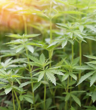 Arka plandaki gençler batan güneşin altında marihuana çekiyorlar. Çiftlikte organik kenevir yetiştiriyor. Marihuana duvar kağıdı. Yasal kenevir ekimi.