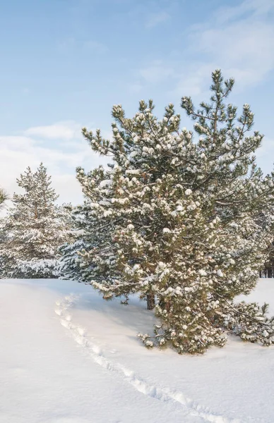 Bellissimo Paesaggio Invernale Con Alberi Innevati Foresta Nel Gelo — Foto Stock