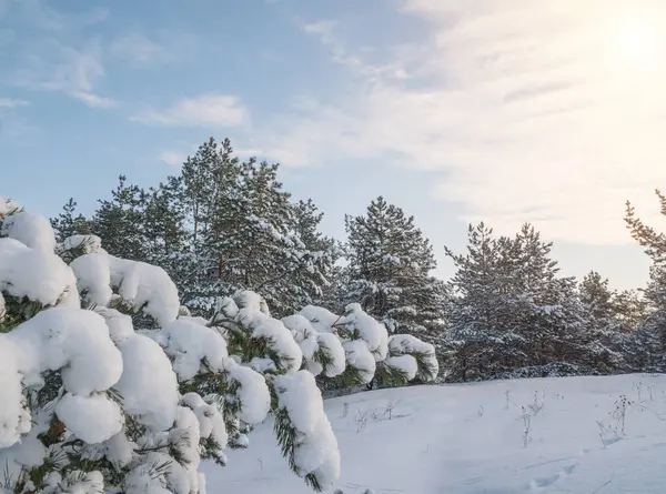 Foresta Conifere Coperta Neve Contro Cielo Blu Una Favola Giorno — Foto Stock
