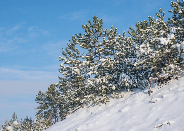 Bellissimo Paesaggio Invernale Con Alberi Innevati Foresta Nel Gelo — Foto Stock