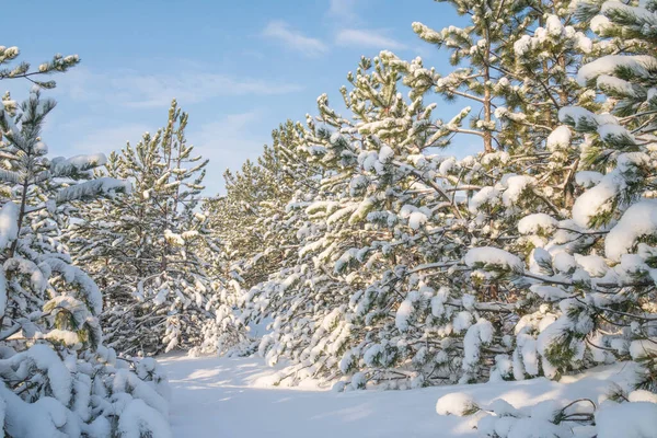 Bosco Invernale Con Alberi Coperti Neve Nella Giornata Sole Paesaggio — Foto Stock
