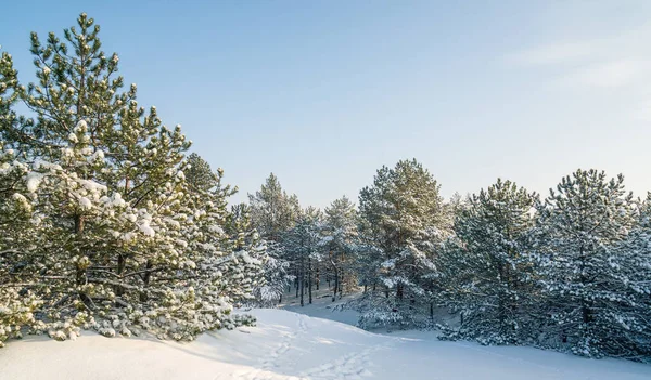 Foresta Conifere Coperta Neve Contro Cielo Blu Una Favola Giorno — Foto Stock
