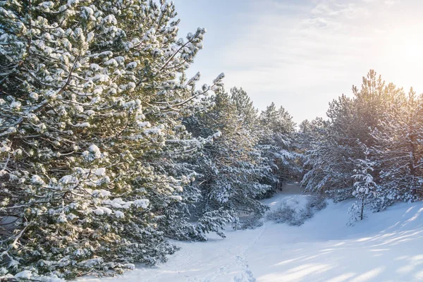 Bellissimo Paesaggio Invernale Con Alberi Innevati Foresta Nel Gelo — Foto Stock