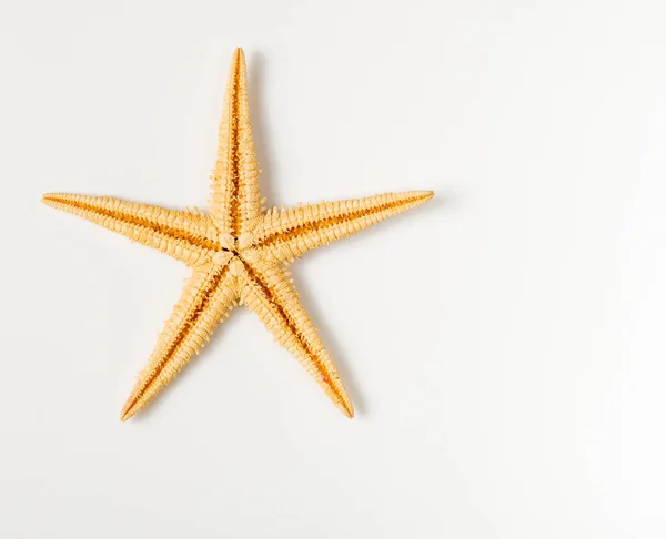 Estrela Mar Sobre Fundo Branco — Fotografia de Stock