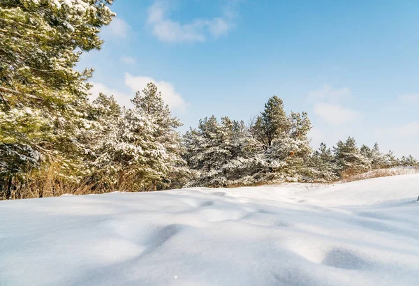 Foresta Conifere Coperta Neve Contro Cielo Blu Una Favola Giorno — Foto Stock