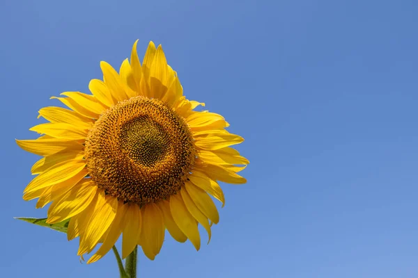 Girasoles Color Amarillo Brillante Sobre Fondo Cielo Azul —  Fotos de Stock